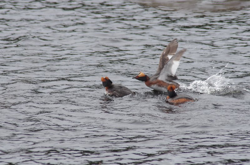 Horndyk3 130512.JPG - Når det e tre, så bli det gjerne litt slåssing. Så også med Horndykkeran